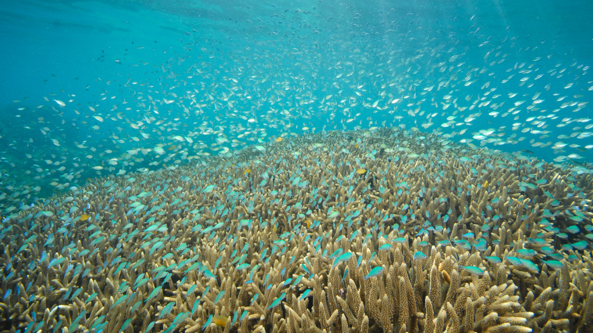 Damsel fish in coral