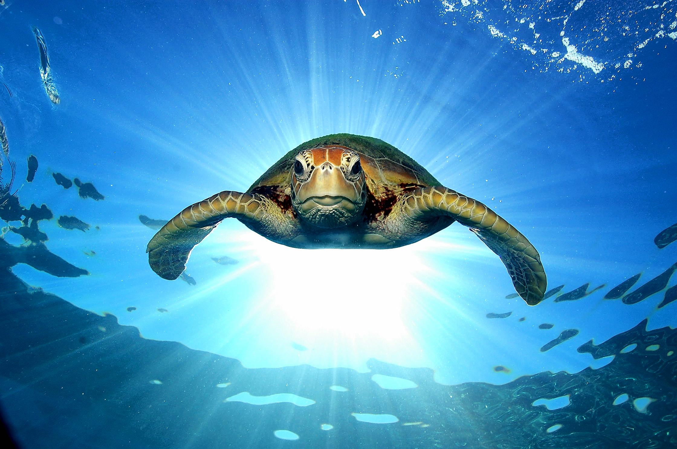 Sea turtle Moore Reef